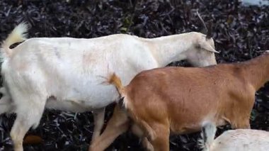 Birkaç keçi yürüyor, oynuyor ve etkileşime geçiyor..