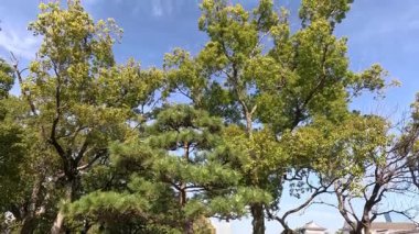 Lush green trees under clear blue sky
