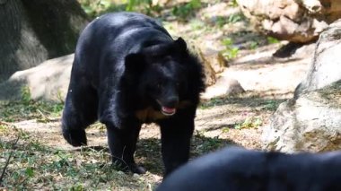 Black bear walking in forest clearing