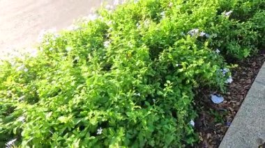 Küçük beyaz çiçekli yemyeşil çalılar