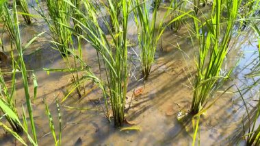 Güneşli bir tarlada canlı yeşil pirinç bitkileri