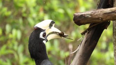 Gagasında böcek tutan boynuz gagalı.