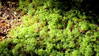 Kinloch ormanında canlı yeşil yapraklar ve düşen yapraklar, dinamik ışık ve ince kamera hareketiyle yakalanır.