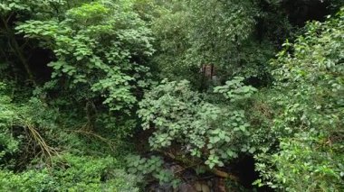 Yoğun yeşil yaprakların panoramik görüntüsü. Canlı doğal ışıklandırma orman örtüsünün zengin dokusunu vurgular.