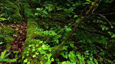 Ormanda yağmurdan sonra yeşil ağaçlar ve bitkiler 
