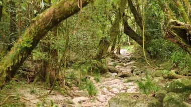 Yoğun yapraklı ve kayalık arazili yemyeşil yağmur ormanları yolu. Yumuşak, doğal ışık dingin, dalgın bir atmosfer yaratır.