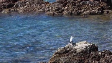 Avustralya, Port Douglas 'ın kıyı suları üzerinde zarif bir şekilde uçmadan önce bir kayanın üzerinde duran daha büyük bir deniz kabuğu.