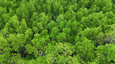 Drone yukarıdan canlı yeşil mangrov ormanlarını yakalıyor. Port Douglas, Avustralya 'da yoğun yeşillikler ve doğal güzellikler sergiliyor.