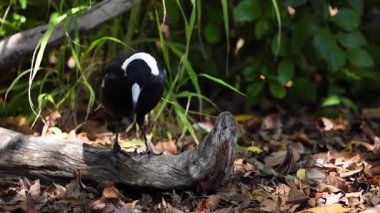 Ormandaki ağaç dalında duran siyah kuş
