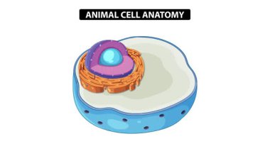 Hayvan hücre bileşenlerini etiketlerle gösteren animasyon, çekirdekleri vurgulama, mitokondri ve organelleri açık ve eğitici bir şekilde gösterme