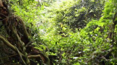Yoğun yeşil yapraklar ve bükülmüş sarmaşıklar yumuşak doğal ışık altında canlı bir orman manzarası yaratır.