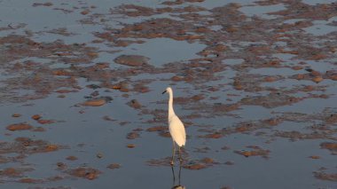 Büyük Akbalıkçıllar gün batımında çamurlu düzlüklerde yürürler, zarif hareketlerle avlanırlar. Hava aracı görüntüleriyle ağır çekimde yakalandı.