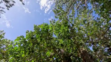 Green leaves on tree against blue sky