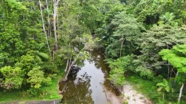 İnsansız hava aracı görüntüleri Port Douglas yağmur ormanlarının yoğun, canlı yeşilliklerini yakalar. Yumuşak, doğal ışıklandırmanın altında kıvrımlı bir dereyi vurgular.