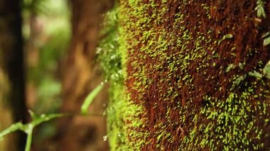 Ağaç kabuğunda yetişen yosunların yakın çekimi