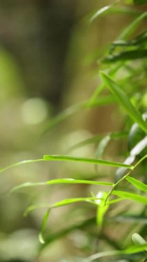 Yeşil yaprakların yakın çekim gücü doğal ışıkta yavaşça sallanarak sakin ve sakin bir atmosfer yaratır.
