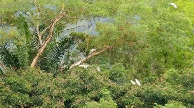 Sülfür armalı kakadular, canlı bir Avustralya ormanında, yoğun yeşil yapraklar arasında uçarak, doğal gün ışığında yakalanırlar.