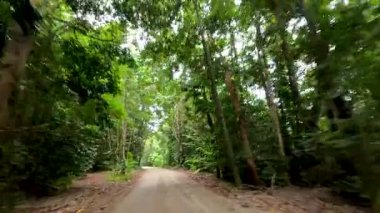 Port Douglas 'taki yoğun, canlı yağmur ormanları boyunca toprak bir yol boyunca sakin bir sürüş, doğal güzellik ve sükunet sergiliyor.