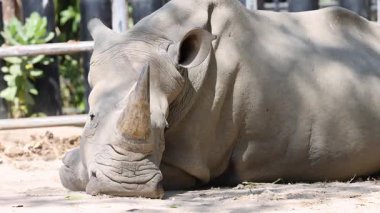 Resting rhinoceros lying on sandy ground