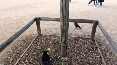 Karga Paris 'te çitli bir bölgeyi keşfediyor.