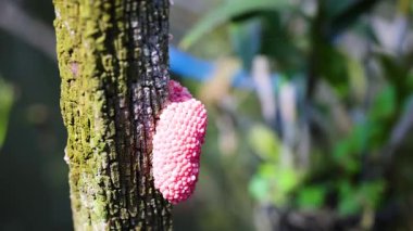 Ağaç kabuğuna bağlı pembe salyangoz yumurtaları.