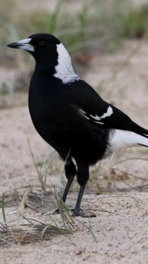 Siyah beyaz kuş kumlu zeminde duruyor