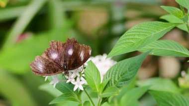 Bir kelebek, tropikal yağmur ormanlarında yemyeşil yaprakların arasında, beyaz çiçeklerin üzerinde nazikçe çırpınır.