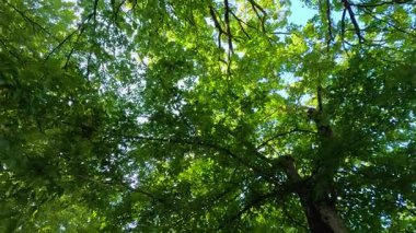 Güneş ışığı yemyeşil ağaç gölgesinde filtreleniyor