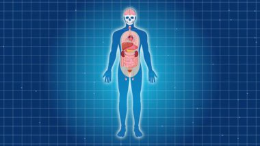 Pankreasa odaklanan insan anatomisi animasyonu ayrıntılı organ görselleştirmesi ve mavi şebeke arka planındaki pürüzsüz geçişler