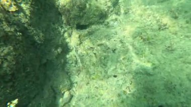 Kayaların ve alglerin sualtı görüntüsü