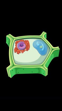 Animasyon, canlı renkler ve pürüzsüz geçişlerle mitokondri yapısına odaklanarak bitki hücre anatomisini gösteriyor