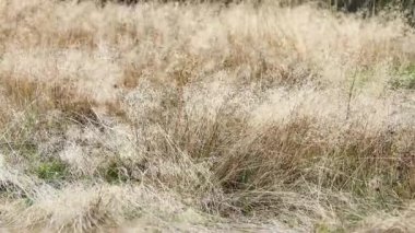 Altın otlar yumuşak, doğal aydınlatma altında sakin bir çayırda usulca sallanıyor, huzurlu ve huzurlu bir atmosferi çağrıştırıyor.