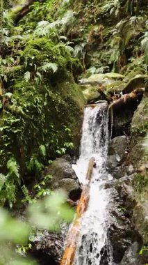 Yeşil ormandaki şelale manzarası.