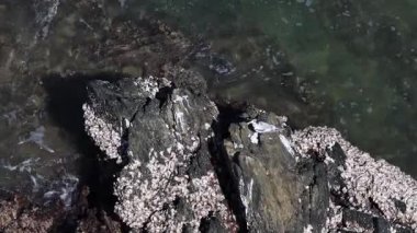 Sahilde güzel beyaz bir martının yakın plan çekimi.