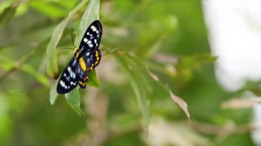 Çarpıcı desenlere sahip bir kelebek, canlı yeşil yaprakların arasında, gün ışığında yakalanmış bir yaprağın üzerindedir.