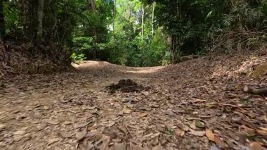 Yapraklarla kaplı orman yolu yemyeşil ağaçlarla çevrili.