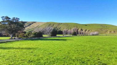 Akaroa, Yeni Zelanda 'da yemyeşil tarlaların ve açık mavi gökyüzünün altındaki yuvarlanan tepelerin havadan görünüşü