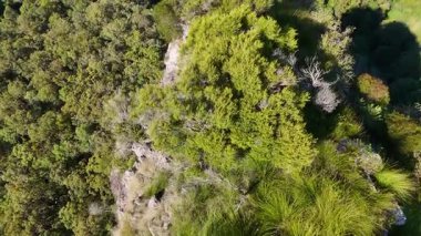 Drone footage captures dense eucalyptus forest and rocky monoliths under bright sunlight, showcasing natural formations and greenery