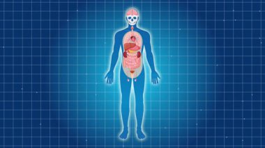 Animation highlights the liver's anatomy and function within the human body using detailed illustrations and smooth transitions