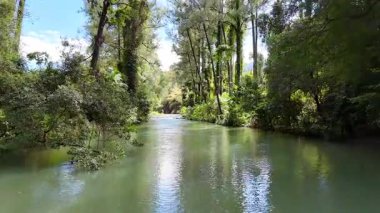 A serene forest stream flows gently through lush greenery in Bellingen, NSW, under soft natural light