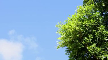 A tree canopy sways gently under a bright blue sky with scattered clouds, captured in Byron Bay, Australia