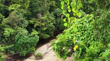 Drone footage captures dense green foliage and a winding river in Port Douglas, Australia, under bright natural lighting