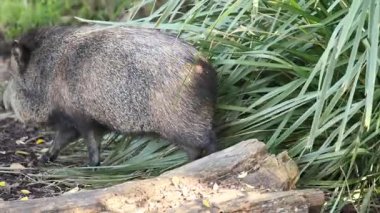 a closeup shot of a cute wild pig walking in the forest