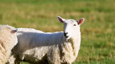 Two sheep interact in a sunlit field, showcasing natural behavior and serene rural life