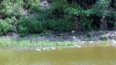 Beyaz ördek gölet üzerinde