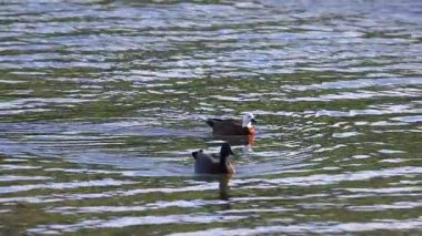 Two Paradise Shelducks glide across sunlit waters in Akaroa, showcasing serene aquatic movement and natural beauty