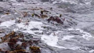 Dynamic ocean waves crash over seaweed-covered rocks at Port Campbell, Australia, creating a turbulent and energetic seascape