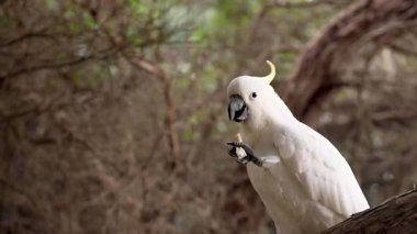 Parktaki beyaz Avustralyalı papağan