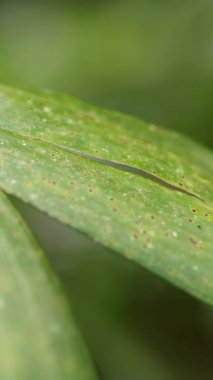 A spiny caterpillar moves slowly across a green palm leaf in natural lighting, showcasing detailed textures and vibrant colors