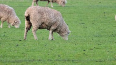 Yeşil tarlada otlayan koyunları duydum.